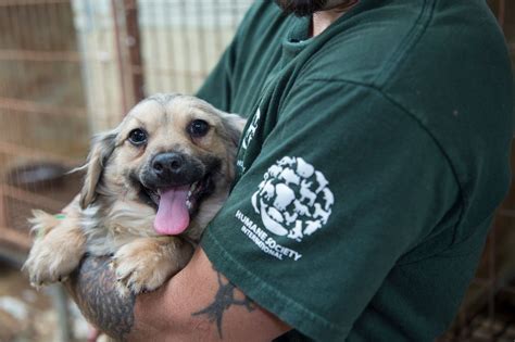 dog meat trade rescue adoption.